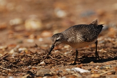 David Plant Photography - Wildlife Photographer - Knot - H